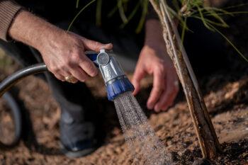 Water is applied to the base of a tree by a hose nozzle. The person's hand has a Texas A&M ring on one finger.
