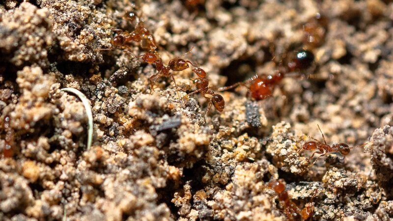 A colony of fire ants up close on soil.