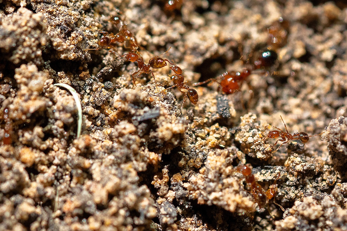 The Ant-Driven Landscape