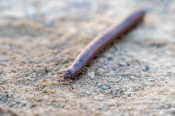 A millipede crawls across dry ground in West Texas. The stretch of very hot, dry weather across much of the state is pushing more pests indoors.