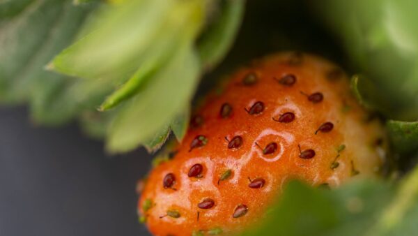Close up photo of a strawberry
