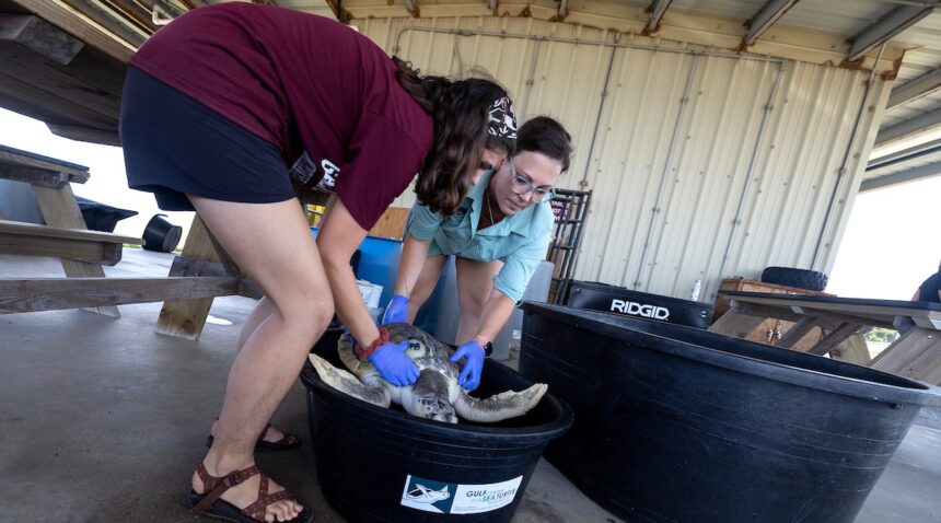 a photo of two women putting a turtle in a black bucket