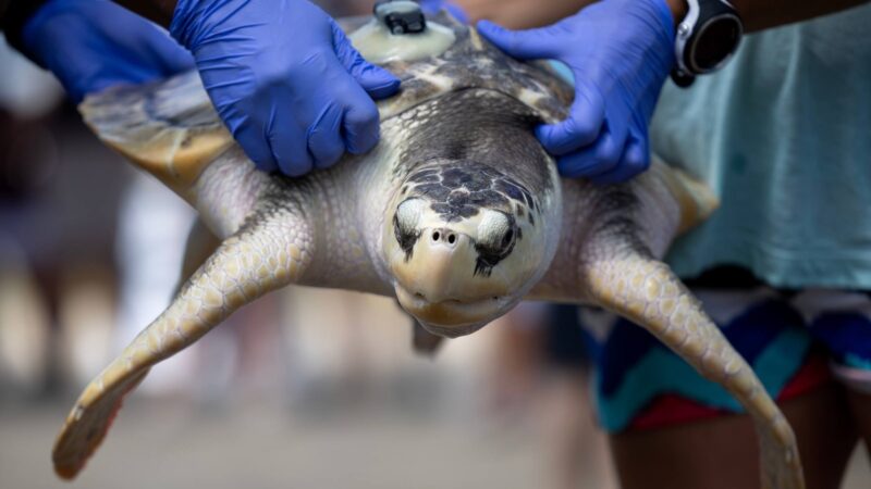 a photo of a sea turtle being carried by gloved hands