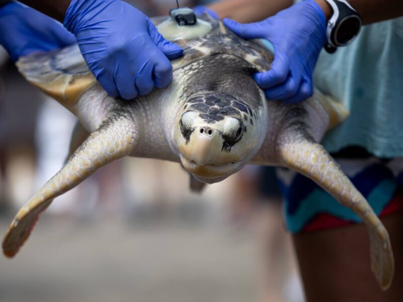 a photo of a sea turtle being carried by gloved hands