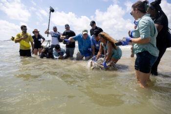 Members of the release team wade into the Gulf of Mexico as Tally begins to swim. 