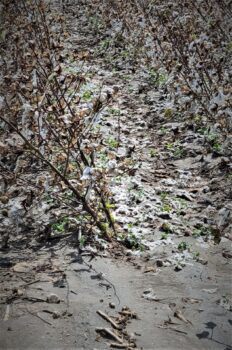 cotton stripped off stalks with leaves on the ground from heavy rain and hail