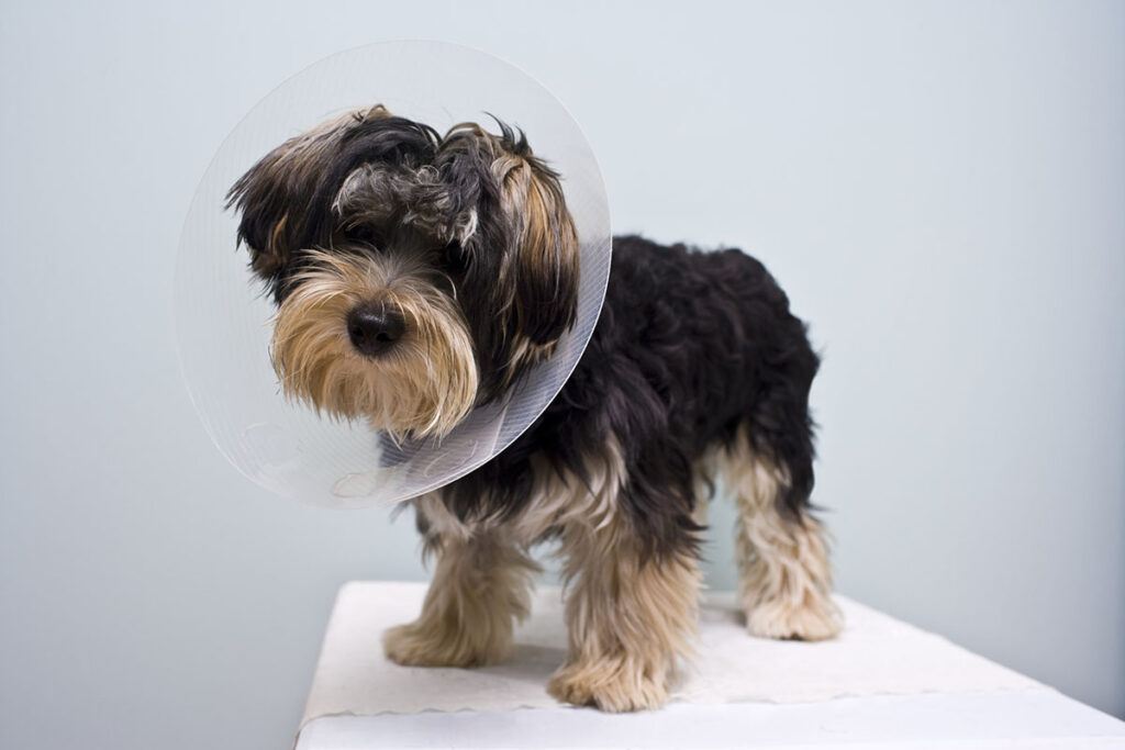 dog with a cone after surgery