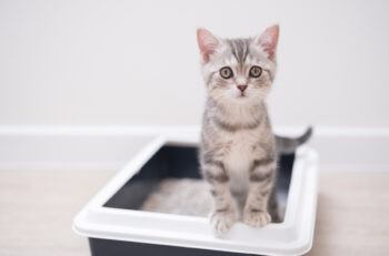 a kitten standing half in and half out of a litter box