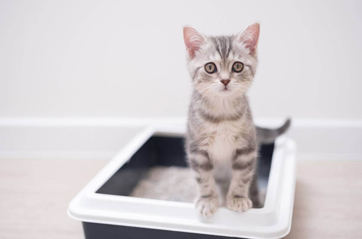 Litter Box How-To For New Cat Owners - Texas A&M Today