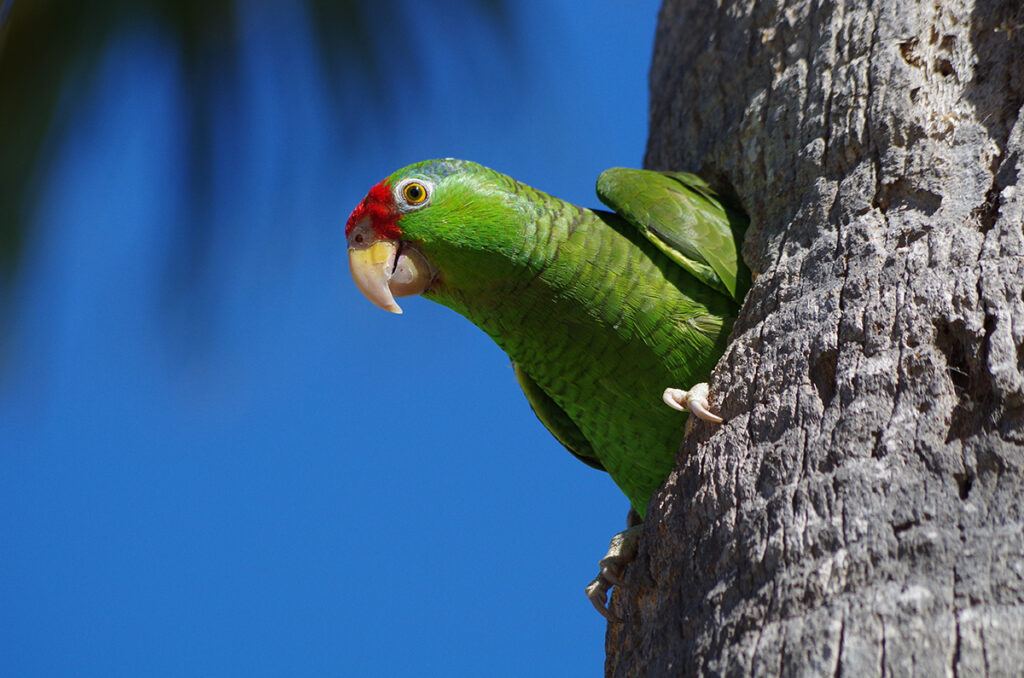 Red-crowned parrot with it's head sticking out of a hole in a tree