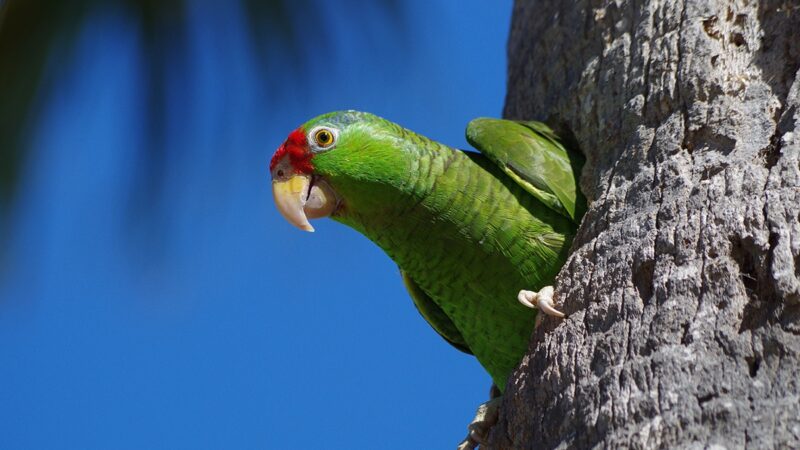 Red-crowned parrot with it's head sticking out of a hole in a tree