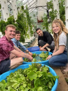 Four students kneeling next to buckets filled with leaves from a hydroponic garden