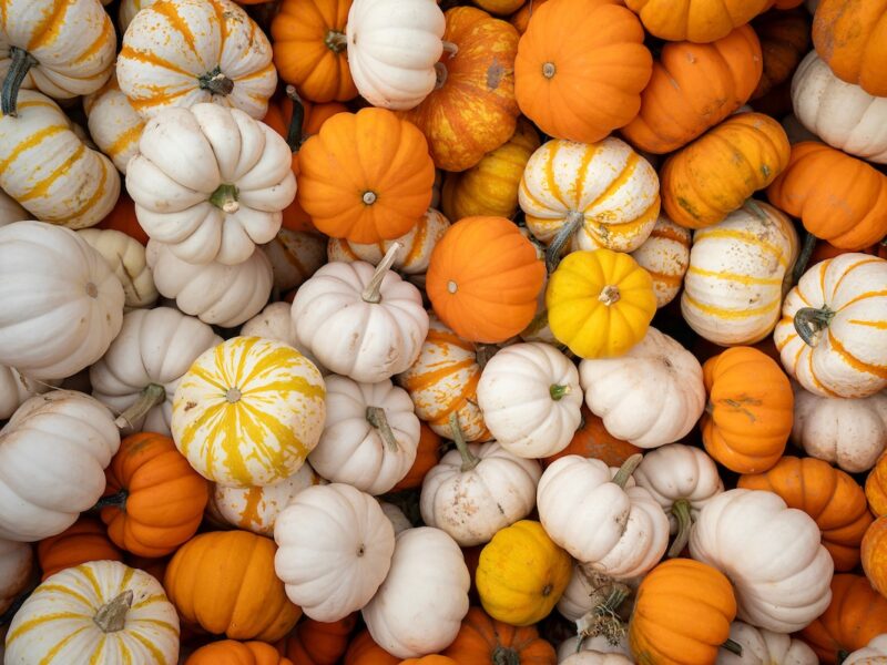 view from above of a pile of small orange, white and yellow pumpkins
