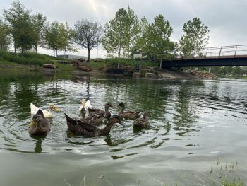 Aggie Park's flock of ducks