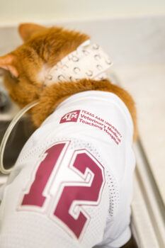 James Dean the cat in a 12th Man jersey