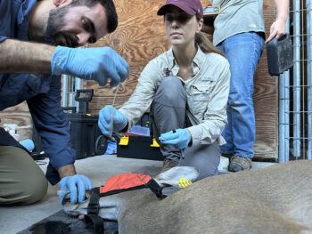 Francisco Ferreira, Assistant Research Scientist in Dept. of Entomology and Sarah Hamer (affiliation in article) collect an oral swab for SARS-CoV-2 testing from an immobilized deer that is part of a captive herd, September 2023.