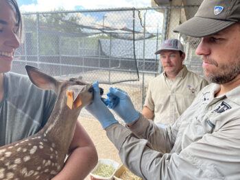 Gabe Hamer (affiliation in article) and Logan Thomas, postdoctoral researcher in Dept. Veterinary Pathobiology, collect an oral swab from a fawn for SARS-CoV-2 testing