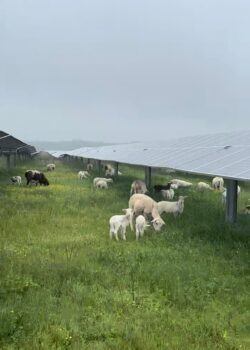livestock standing under solar panels for shade