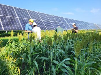 scientists in a field with solar panels