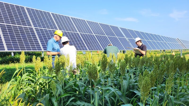 scientists in a field with solar panels