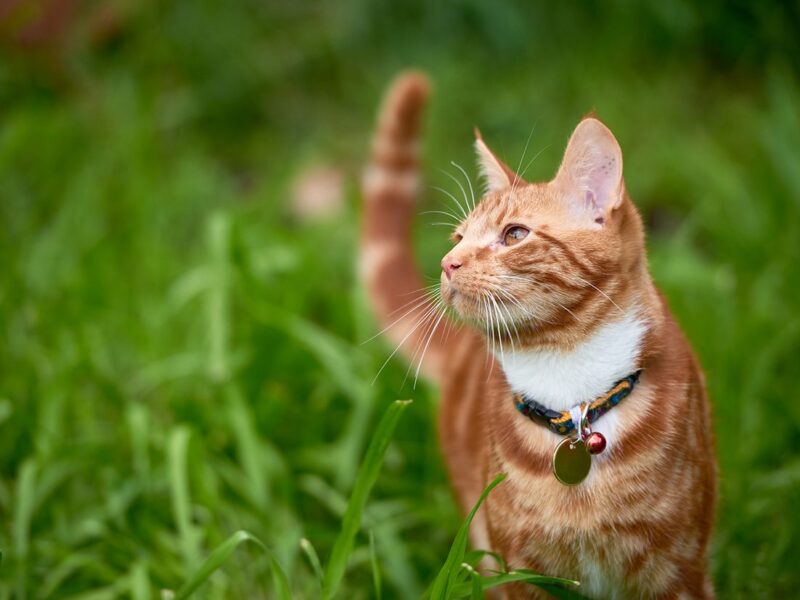 an orange cat wearing a collar with a bell standing in a field of tall grass