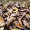 A pile of brown, dry leaves