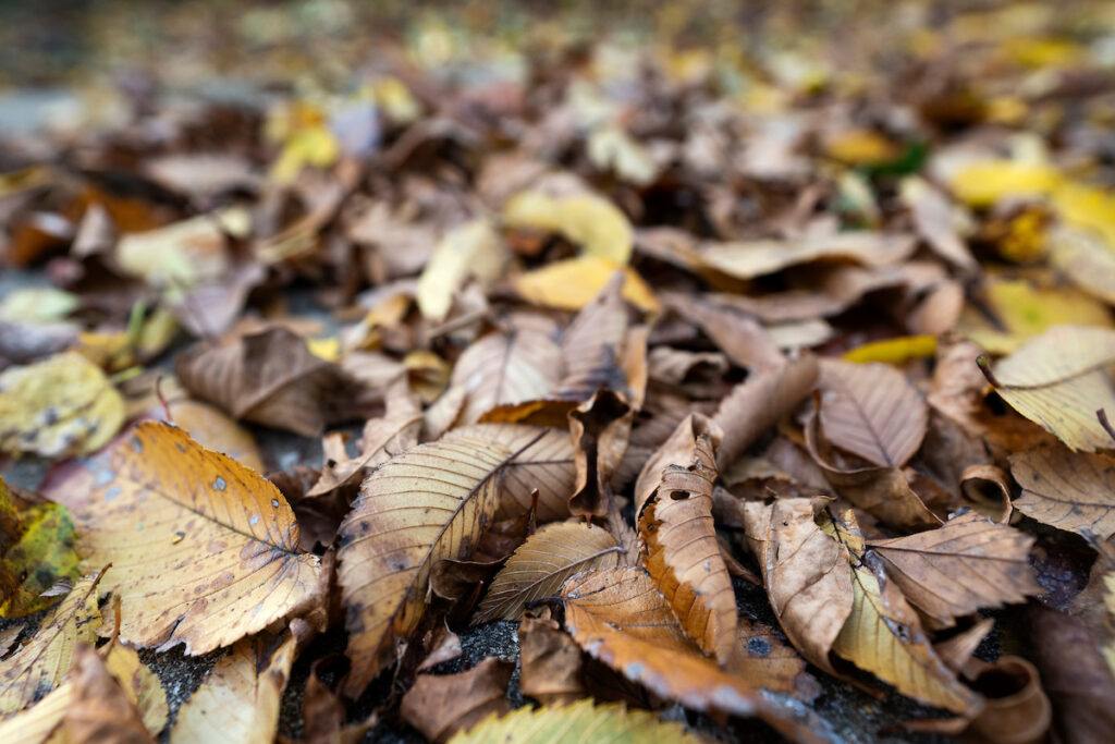 A pile of brown, dry leaves