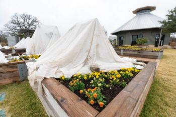 Fruit trees in a garden covered with white tarps