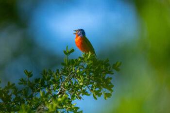 A painted bunting vocalizes while sitting atop a bush.