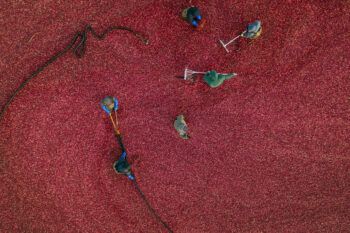 overhead view of workers standing in a cranberry bog