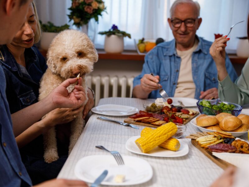 Candid shot of mature man giving his Labradoodle a piece of cheese while sitting at the dining table with his family, having dinner.