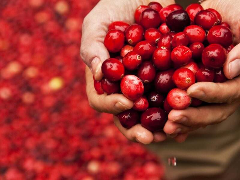 Close up of a bog worker holding cranberries in their hands