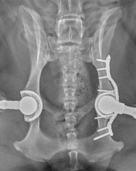 A photo of an X-ray of a dog's hips after a double hip replacement surgery.