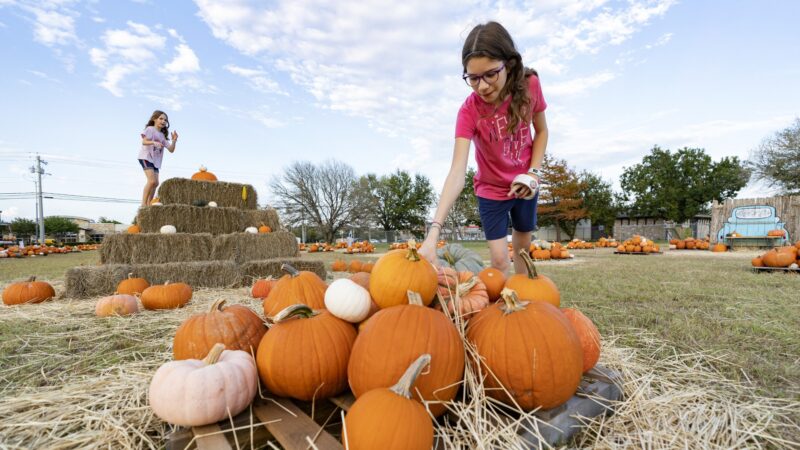 Young girl in pumpkin patch