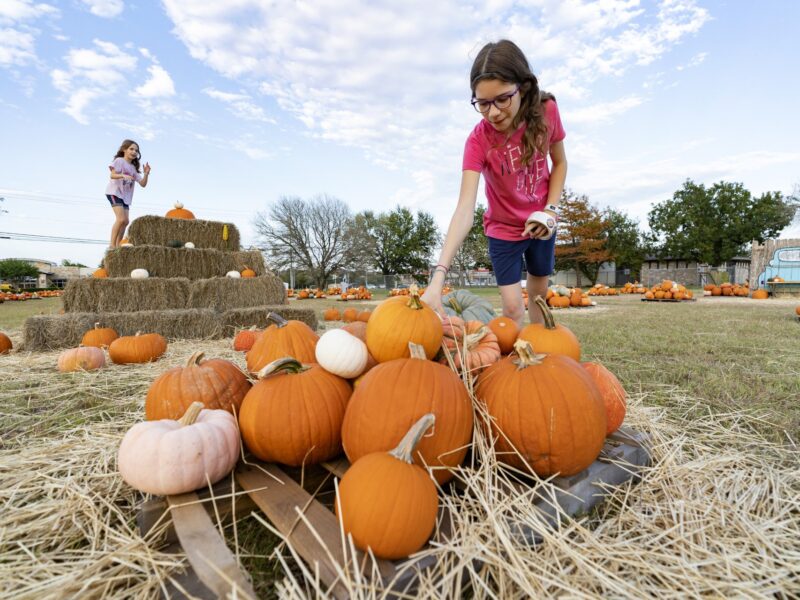 Young girl in pumpkin patch
