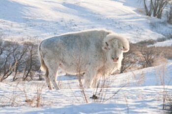A photo of an albino bison standing in hills covered with snow.