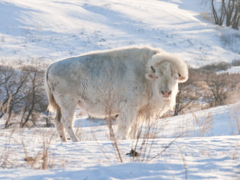 A photo of an albino bison standing in hills covered with snow.