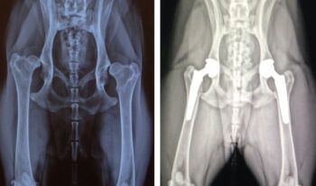 A photo of two X-rays side-by-side of a dog's hips, before and after hip replacement surgery.