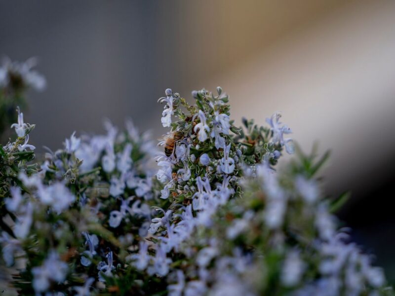A bee lands on a flowering shrub