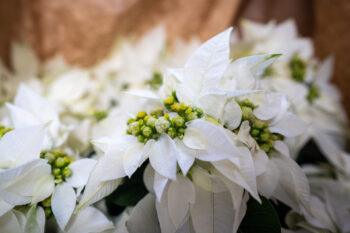 White poinsettias with green berries on them.