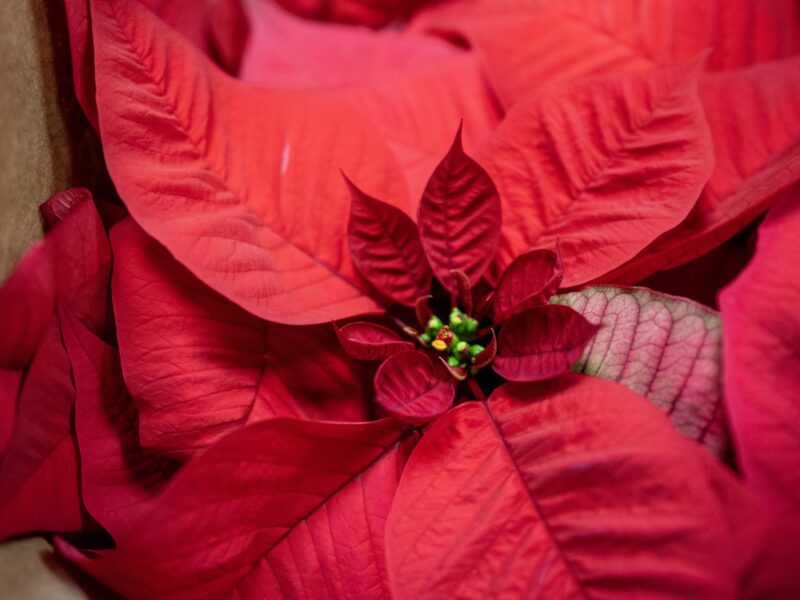The leaves of a red poinsettia.