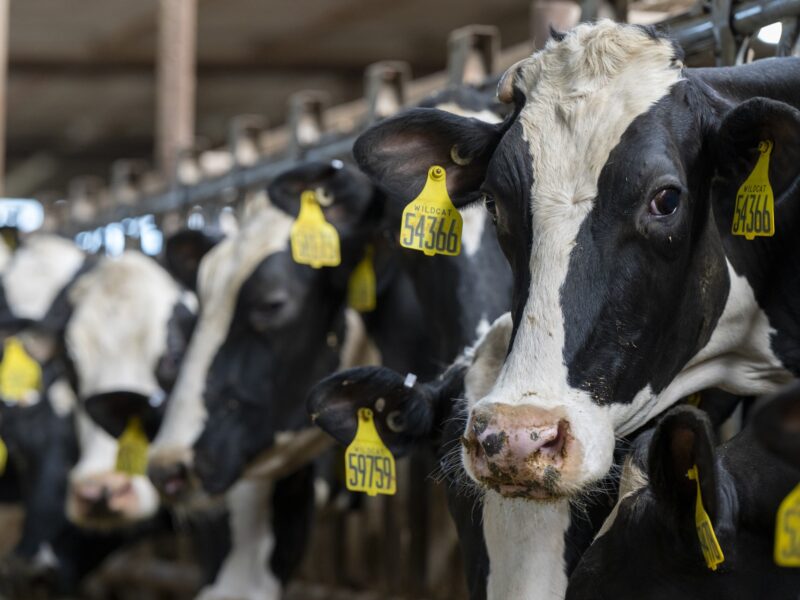 Close up of several black and white dairy cows with yellow tags hanging from their ears