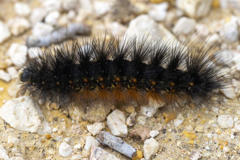 What Is That Fuzzy Black Caterpillar? - Texas A&M Today