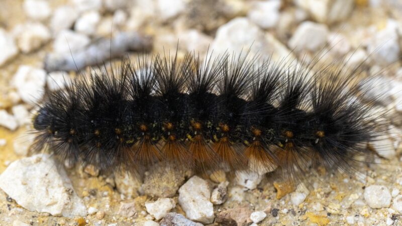 A caterpillar with a black top and brown bottom crawls on rocky ground.