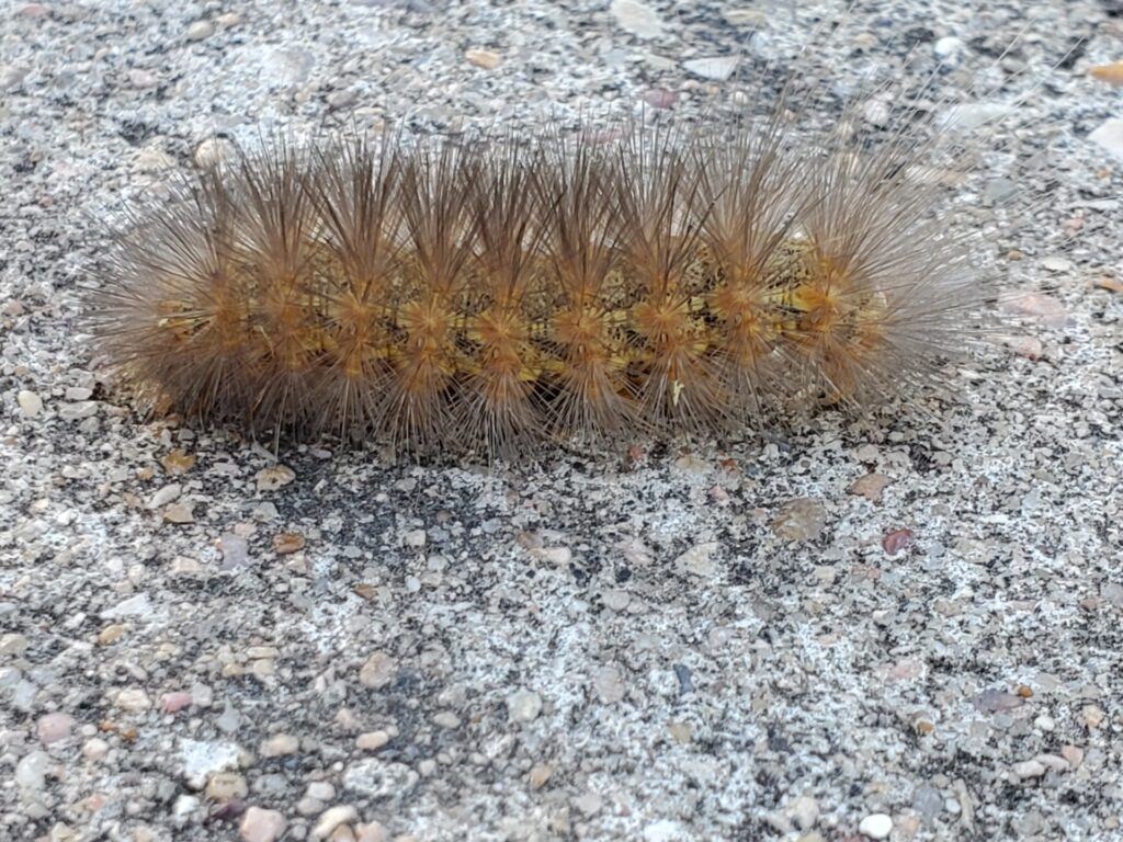 What Is That Fuzzy Black Caterpillar? - Texas A&M Today