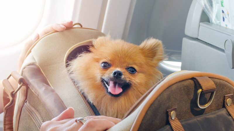 a dog in a travel carrier on a plane