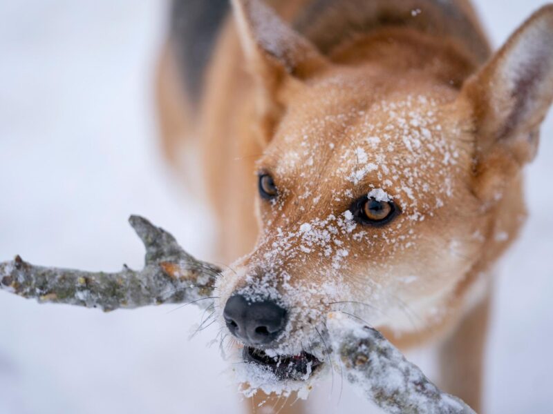 A dog stands outside in the snow with a stick in its mouth