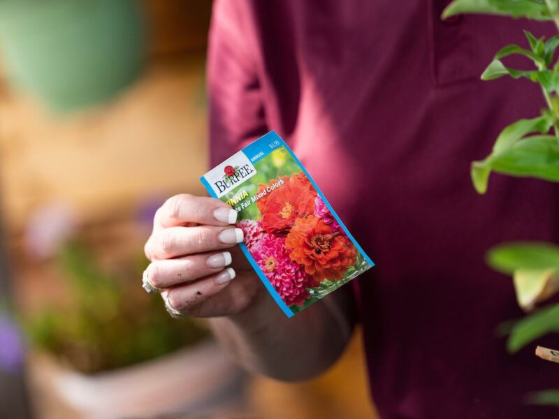 A woman's hand holds a flower seed packet. Only her torso is visible and she is wearing a maroon shirt.