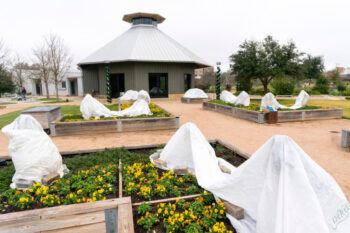 Shrubs at The Gardens covered in white tarps to protect from cold temperatures