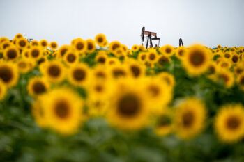 A sunflower field with an oil pumpjack in the distance